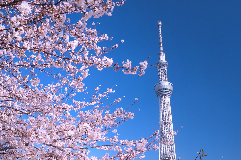桜と青空に映える東京スカイツリー